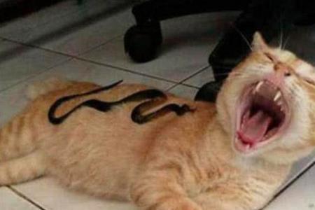 猫被车撞死会炸毛吗