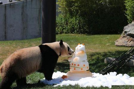 俄罗斯熊猫真实情况