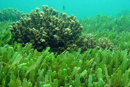 海水浮游生物怎么繁殖