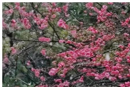 花落肩头什么意思