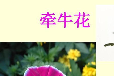 一年级语文花分类