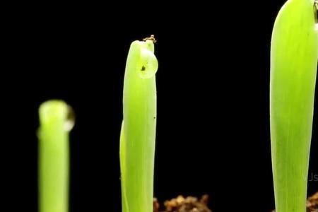 掩埋植物可以阻绝生长吗
