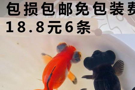 泰斗和兰寿可以一起养吗