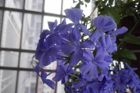 蓝雪花有青虫怎么办