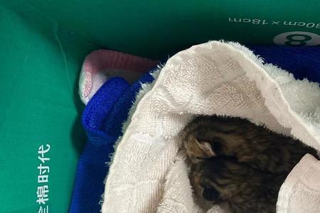 刚出生的小猫多久自己会排尿
