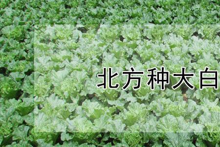 浙江地区晚白菜种植时间与方法