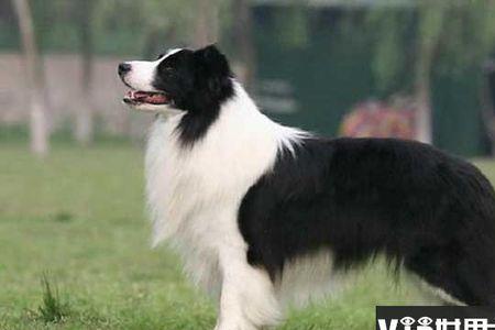 捷克狼犬和藏獒谁厉害