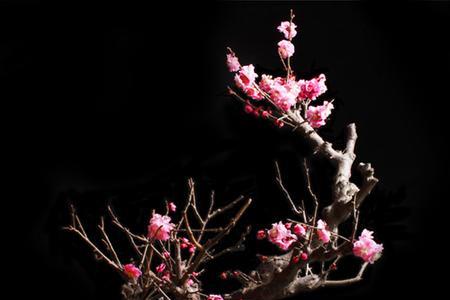 盆栽红梅怕冻吗
