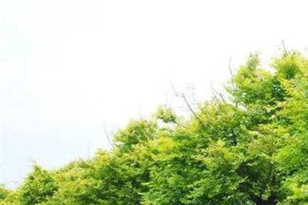 云实树和槐树的区别