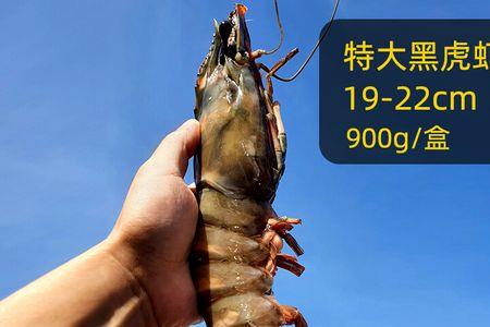 蓝色基围虾是什么虾