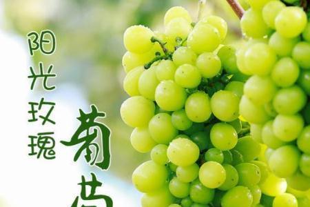 阳光玫瑰5bb和3309m的哪个口感好