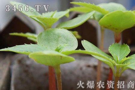 植物学中真叶是什么意思