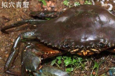 红树林青蟹和海里青蟹的区别
