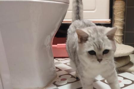 银渐层可以跟奶油猫配吗