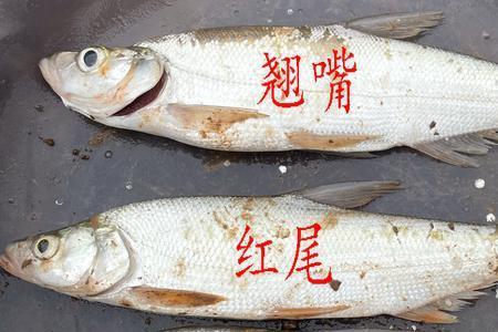翘嘴鱼对什么样的颜色最敏感