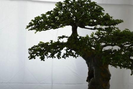 榆木浇水的正确方法