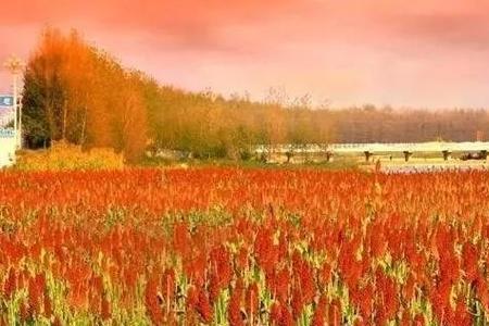 东北清风是什么