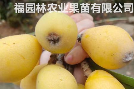 无核砂糖枇杷品种介绍