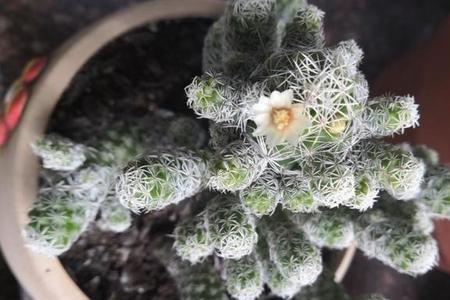 童子花的由来