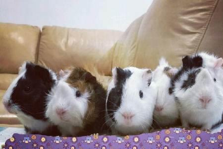 豚鼠要冬眠吗