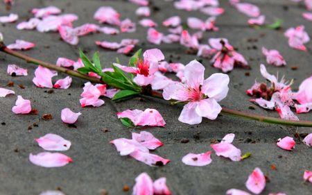 落花一缕香的意思