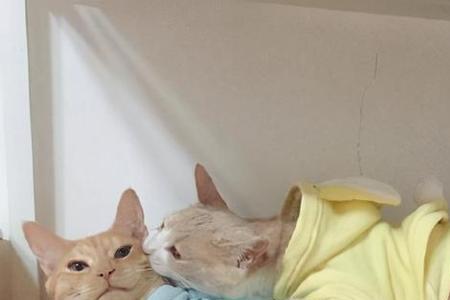 两只公猫在一起嗷嗷叫怎么办