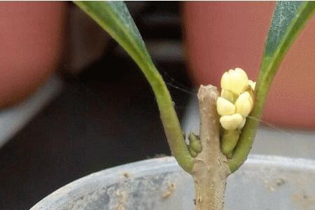 树芽种植方法