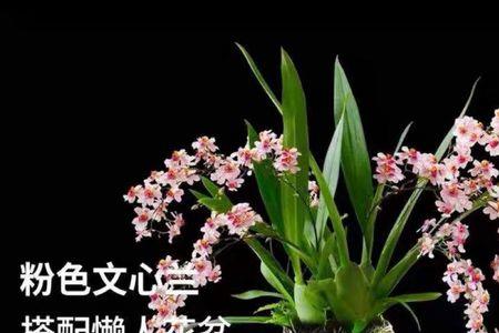 文心兰是水培的好还是盆栽的好