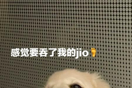 小狗，为什么总是喜欢叼我的鞋子
