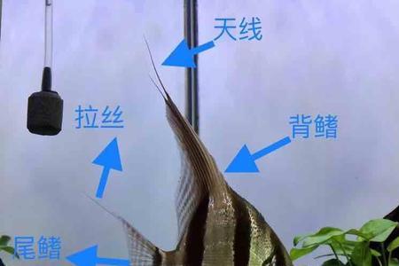 血心大帆咬埃及神仙鱼吗