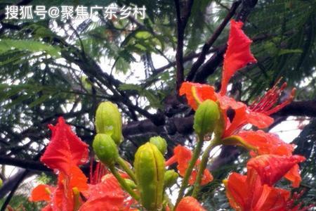 飞上枝头当凤凰相关句子