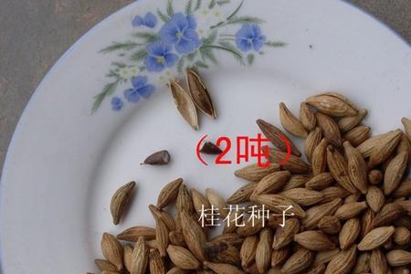桂花种子有多大