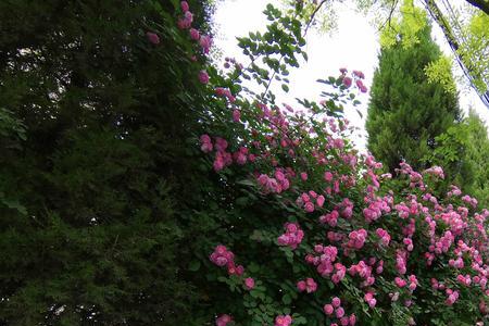 一路繁花一路高歌的意思