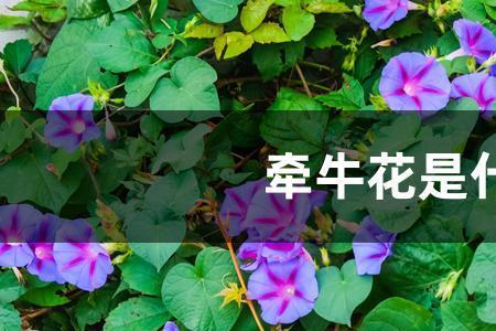 牵牛花长大了会有什么