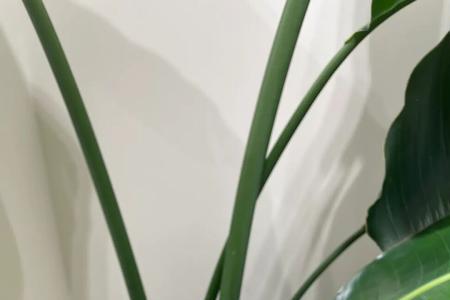 潘多拉桌面好看吗