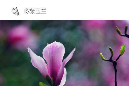 春光初露的意思