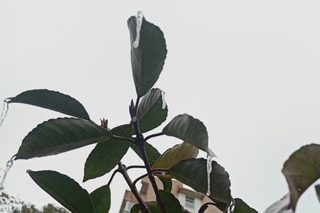 我不是常青树是什么意思