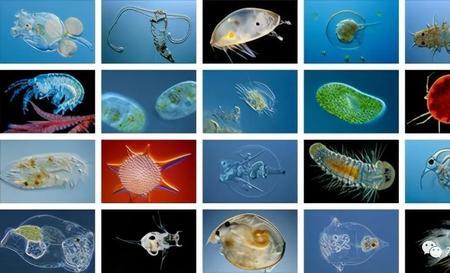海缸浮游生物哪里来的