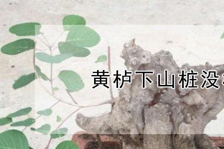 黄栌只剩根还能活吗