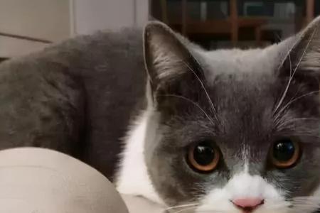 猫咪不通人性怎么办