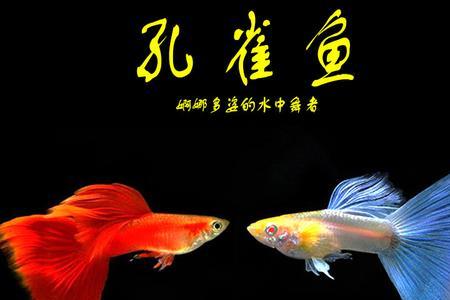 和孔雀鱼相似的鱼和金鱼一样大