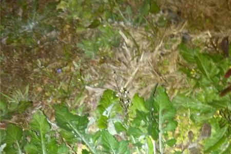 兔子能吃麦豆叶吗