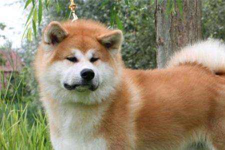 秋田犬7岁是人类多少岁