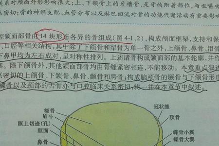 颔为什么是形声字