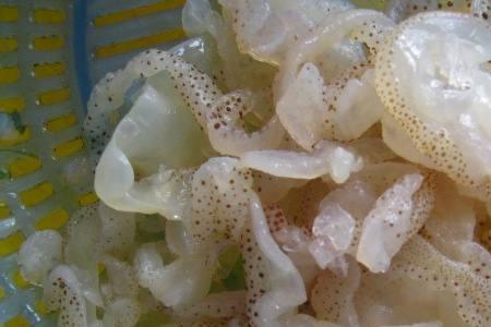 海蜇为什么捞起来腿就断