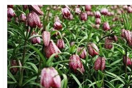 田园荒芜猜一药名