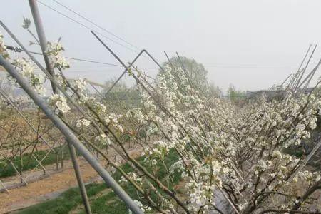 会修剪梨树是什么意思