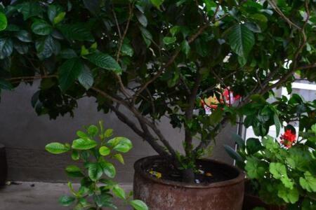 适合大缸养的10种花