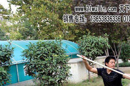 红缨枪用白蜡杆还是藤杆