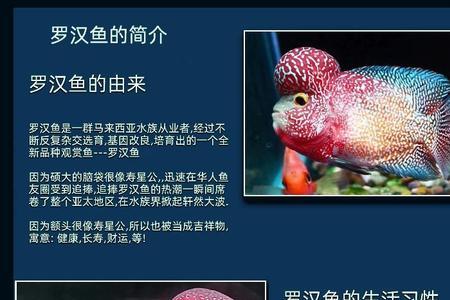 罗汉鱼蛇纹的选择